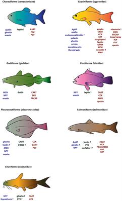 The Neuroendocrine Regulation of Food Intake in Fish: A Review of Current Knowledge